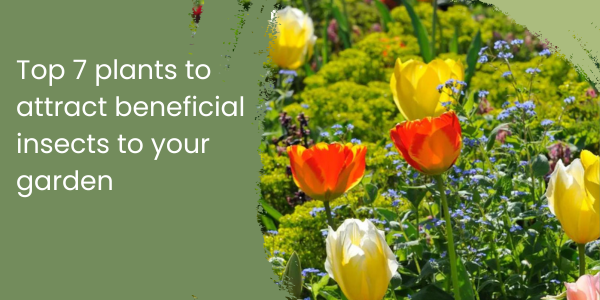 Top 7 plants to attract beneficial insects to your garden 🐝 - Vego Garden