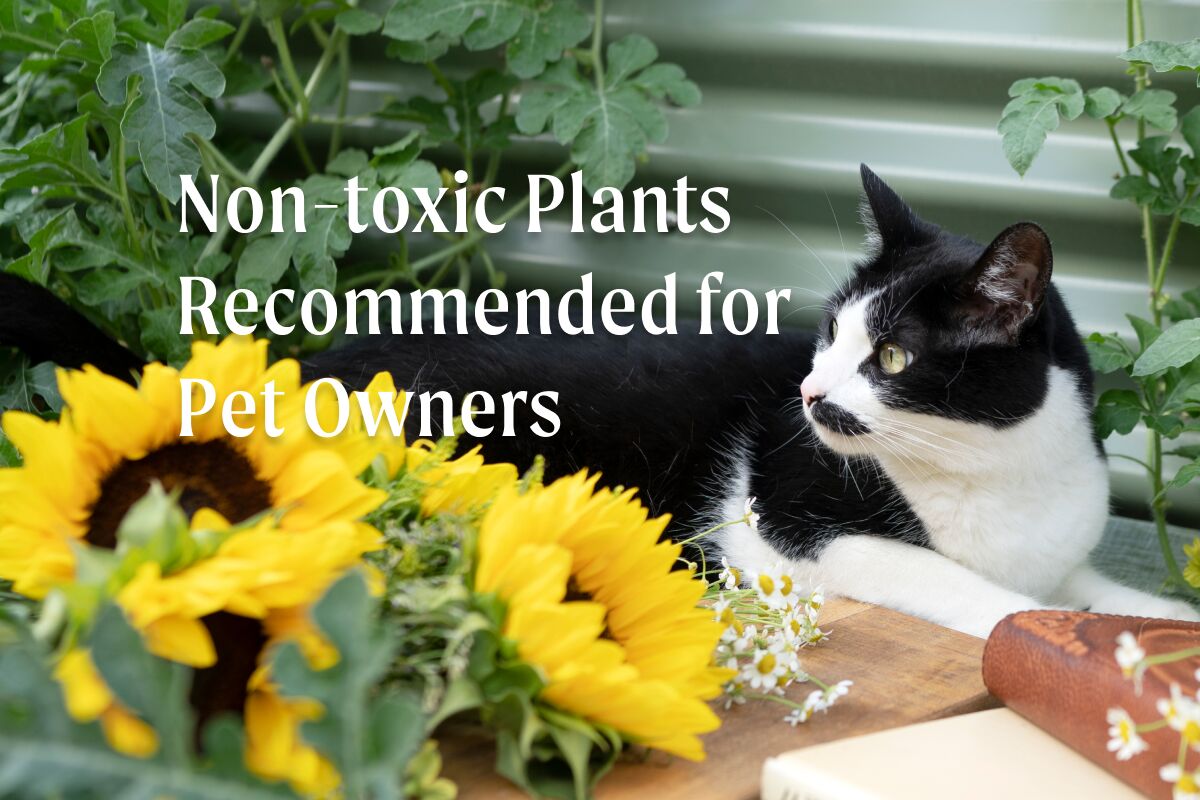  Non-toxic plants recommended for pet owners